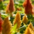 Celosia paniculate (perasta): fotografija, sadnja i njega na otvorenom polju